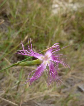 Fotografia 4 da espécie Dianthus broteri no Jardim Botânico UTAD