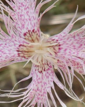 Fotografia 5 da espécie Dianthus broteri no Jardim Botânico UTAD