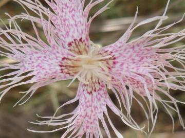 Fotografia da espécie Dianthus broteri