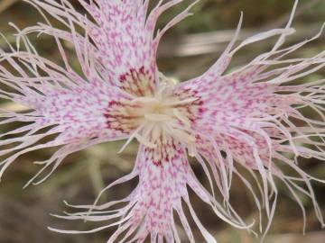 Fotografia da espécie Dianthus broteri