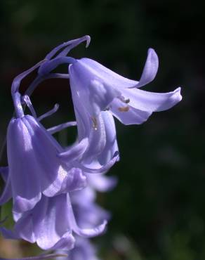 Fotografia 5 da espécie Hyacinthoides hispanica no Jardim Botânico UTAD