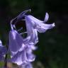 Fotografia 5 da espécie Hyacinthoides hispanica do Jardim Botânico UTAD