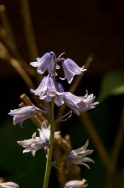 Fotografia da espécie Hyacinthoides hispanica