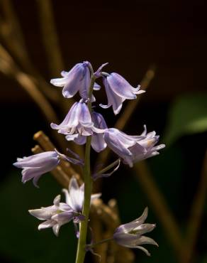 Fotografia 6 da espécie Hyacinthoides hispanica no Jardim Botânico UTAD