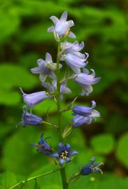 Fotografia da espécie Hyacinthoides hispanica