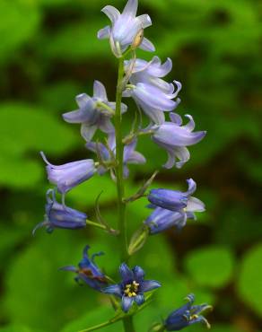 Fotografia 1 da espécie Hyacinthoides hispanica no Jardim Botânico UTAD