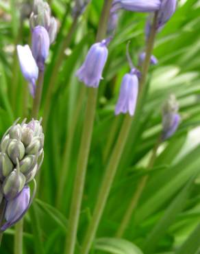 Fotografia 7 da espécie Hyacinthoides hispanica no Jardim Botânico UTAD