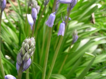 Fotografia da espécie Hyacinthoides hispanica