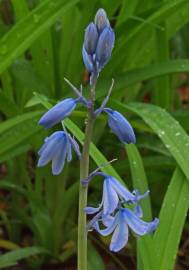 Fotografia da espécie Hyacinthoides hispanica