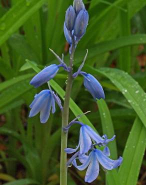 Fotografia 8 da espécie Hyacinthoides hispanica no Jardim Botânico UTAD