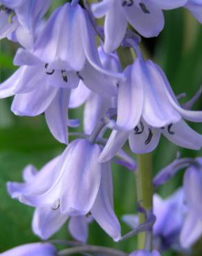 Fotografia 9 da espécie Hyacinthoides hispanica no Jardim Botânico UTAD