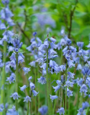 Fotografia 10 da espécie Hyacinthoides hispanica no Jardim Botânico UTAD