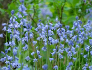 Fotografia da espécie Hyacinthoides hispanica