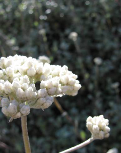 Fotografia de capa Helichrysum petiolare - do Jardim Botânico