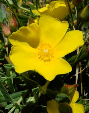 Fotografia 6 da espécie Halimium lasianthum subesp. alyssoides no Jardim Botânico UTAD