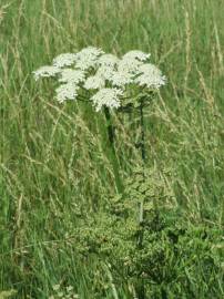 Fotografia da espécie Heracleum sphondylium subesp. sphondylium