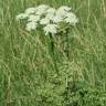 Fotografia 5 da espécie Heracleum sphondylium subesp. sphondylium do Jardim Botânico UTAD