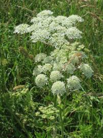 Fotografia da espécie Heracleum sphondylium subesp. sphondylium