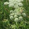 Fotografia 6 da espécie Heracleum sphondylium subesp. sphondylium do Jardim Botânico UTAD