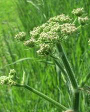 Fotografia da espécie Heracleum sphondylium