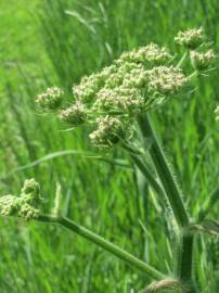 Fotografia da espécie Heracleum sphondylium subesp. sphondylium