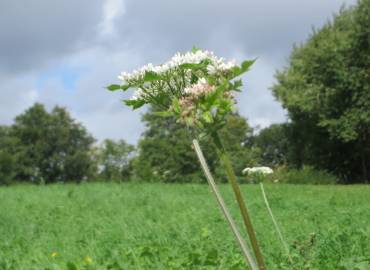 Fotografia da espécie Heracleum sphondylium subesp. sphondylium