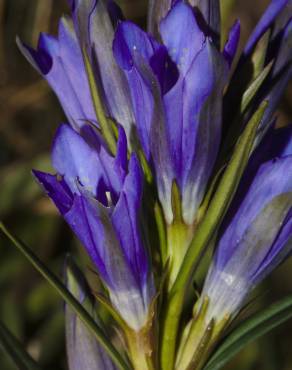 Fotografia 10 da espécie Gentiana pneumonanthe no Jardim Botânico UTAD