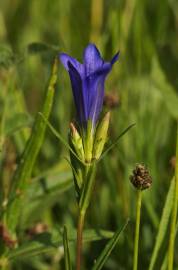 Fotografia da espécie Gentiana pneumonanthe