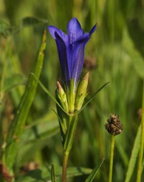 Fotografia 11 da espécie Gentiana pneumonanthe no Jardim Botânico UTAD