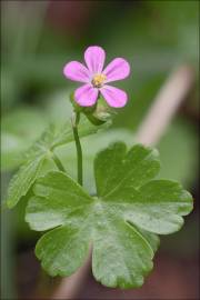 Fotografia da espécie Geranium lucidum