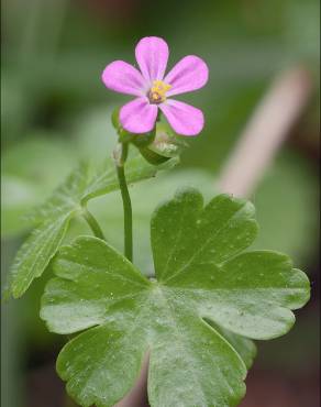 Fotografia 3 da espécie Geranium lucidum no Jardim Botânico UTAD