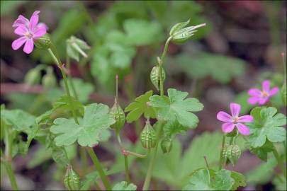 Fotografia da espécie Geranium lucidum