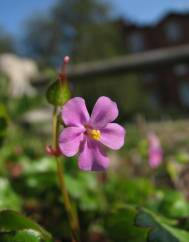 Geranium lucidum