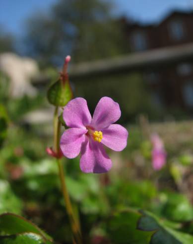 Fotografia de capa Geranium lucidum - do Jardim Botânico