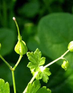 Fotografia 5 da espécie Geranium lucidum no Jardim Botânico UTAD