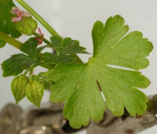 Fotografia da espécie Geranium lucidum