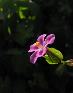 Fotografia 8 da espécie Geranium lucidum no Jardim Botânico UTAD