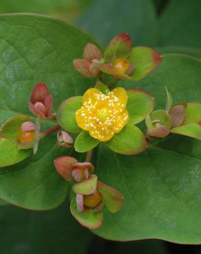 Fotografia 6 da espécie Hypericum androsaemum no Jardim Botânico UTAD