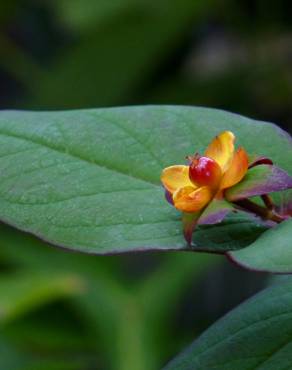 Fotografia 7 da espécie Hypericum androsaemum no Jardim Botânico UTAD