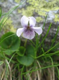 Fotografia da espécie Viola palustris subesp. palustris