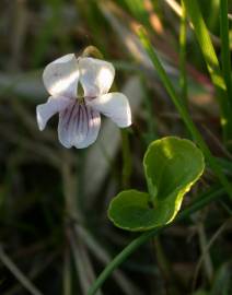 Fotografia da espécie Viola palustris subesp. palustris