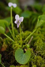 Fotografia da espécie Viola palustris subesp. palustris