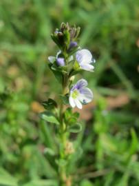 Fotografia da espécie Veronica serpyllifolia subesp. serpyllifolia