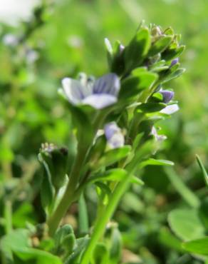 Fotografia 5 da espécie Veronica serpyllifolia subesp. serpyllifolia no Jardim Botânico UTAD