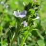 Fotografia 5 da espécie Veronica serpyllifolia subesp. serpyllifolia do Jardim Botânico UTAD