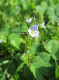 Fotografia da espécie Veronica serpyllifolia subesp. serpyllifolia