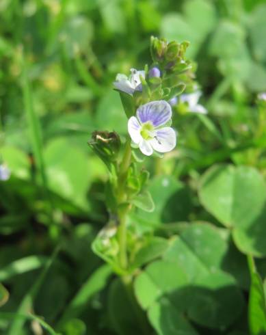 Fotografia de capa Veronica serpyllifolia subesp. serpyllifolia - do Jardim Botânico