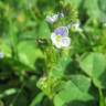 Fotografia 1 da espécie Veronica serpyllifolia subesp. serpyllifolia do Jardim Botânico UTAD