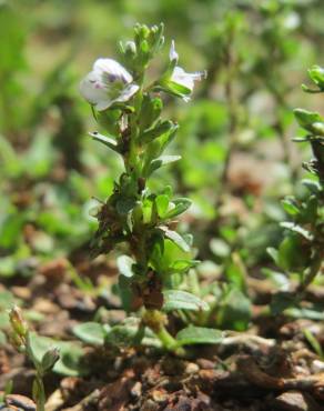 Fotografia 6 da espécie Veronica serpyllifolia subesp. serpyllifolia no Jardim Botânico UTAD