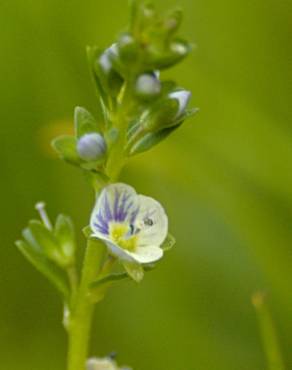 Fotografia 7 da espécie Veronica serpyllifolia subesp. serpyllifolia no Jardim Botânico UTAD